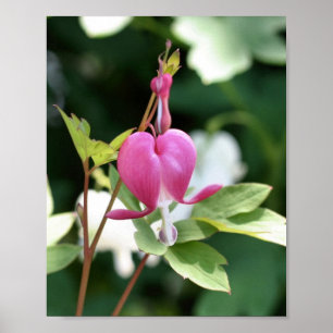 Single Pink Blutung Herz Blume Poster