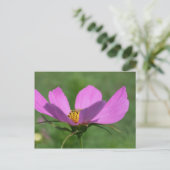 Single Pink Cosmos Blume Postkarte (Stehend Vorderseite)