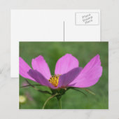 Single Pink Cosmos Blume Postkarte (Vorne/Hinten)