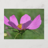 Single Pink Cosmos Blume Postkarte (Vorderseite)