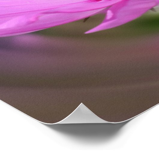 Single Pink Cosmos Wildblume Poster (Ecke)