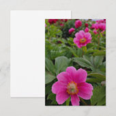 Single Pink Peonies Mitteilungskarte (Vorne/Hinten)