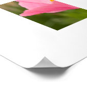 Single Pink Poppy Foto Nah-up Poster (Ecke)