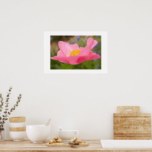 Single Pink Poppy Foto Nah-up Poster (Küche)