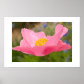 Single Pink Poppy Foto Nah-up Poster (Vorne)
