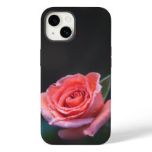 Single Pink Rose with Dew