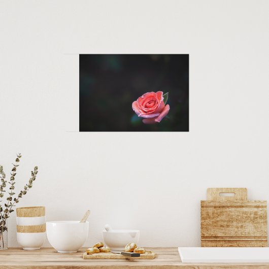 Single Pink Rose with Dew Poster (Küche)