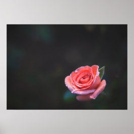 Single Pink Rose with Dew Poster