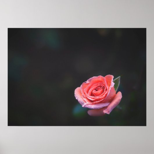Single Pink Rose with Dew Poster (Vorne)