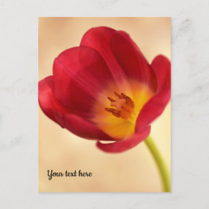 Single Pink Tulip Postkarte