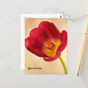 Single Pink Tulip Postkarte
