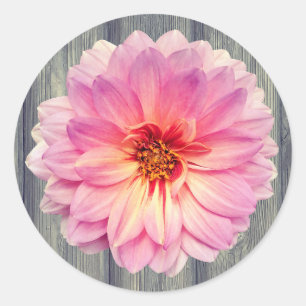 Single Pink Zinnia Blume auf Grauholz Runder Aufkleber