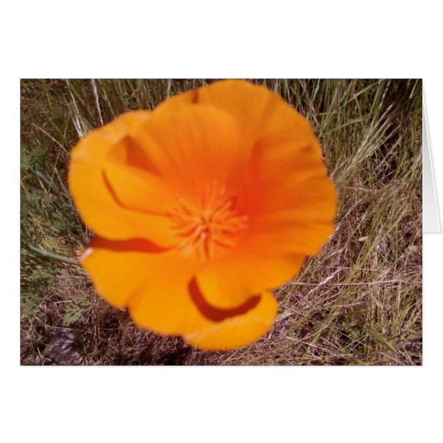 Single Poppy (Vorderseite (Horizontal))