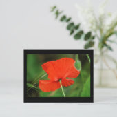 Single Poppy an der Grenze Postkarte (Stehend Vorderseite)