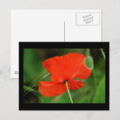 Single Poppy an der Grenze Postkarte (Vorne/Hinten)