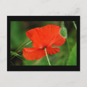 Single Poppy an der Grenze Postkarte