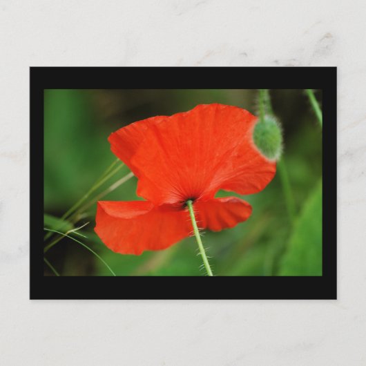 Single Poppy an der Grenze Postkarte (Vorderseite)