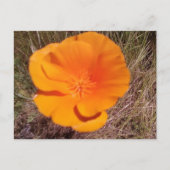 Single Poppy Postkarte (Vorderseite)