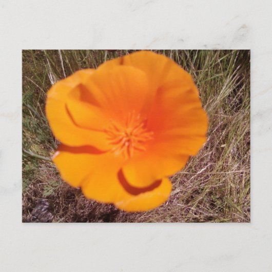 Single Poppy Postkarte (Vorderseite)
