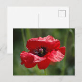 Single Postkarte (Vorne/Hinten)