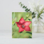 Single Red Blume auf Green Postkarte (Stehend Vorderseite)