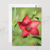 Single Red Blume auf Green Postkarte (Vorne/Hinten)