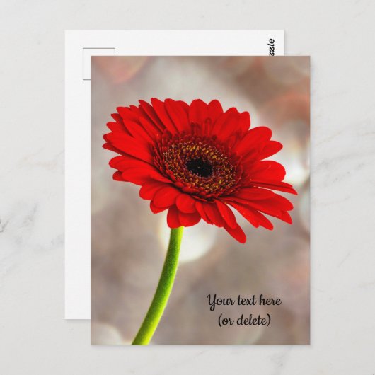 Single Red Gerbera Postcard Postkarte (Vorne/Hinten)