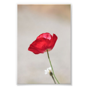 Single Red Poppy Blume im Sommer Fotodruck