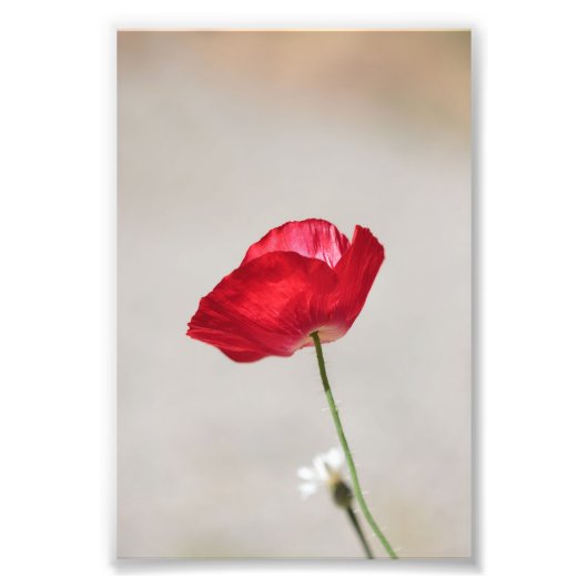 Single Red Poppy Blume im Sommer Fotodruck (Vorne)