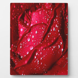 Single Red Rose in the Rain Fotoplatte