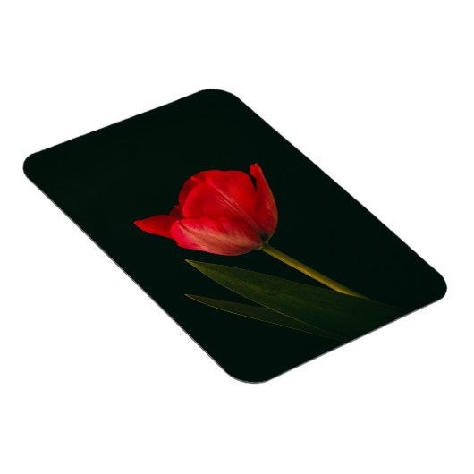 Single Red Tulip Magnet (Rechte Seite)