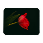 Single Red Tulip Magnet (Horizontal)