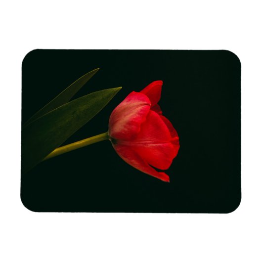 Single Red Tulip Magnet (Horizontal)