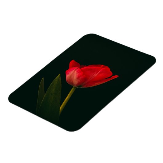 Single Red Tulip Magnet (Linke Seite)