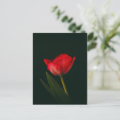 Single Red Tulip Postkarte (Stehend Vorderseite)