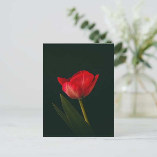 Single Red Tulip Postkarte (Stehend Vorderseite)