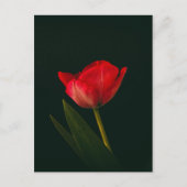 Single Red Tulip Postkarte (Vorderseite)