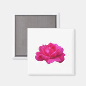 Single Rosa Blume Magnet (Vorderseite/Rückseite)