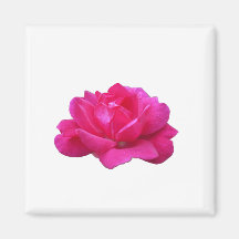 Single Rosa Blume