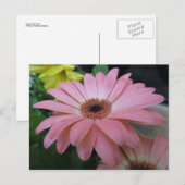 Single Rosa Blume Postkarte (Vorne/Hinten)