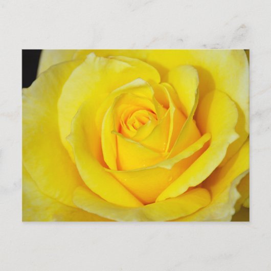 Single-Rosa-Druckkarte Postkarte (Vorderseite)