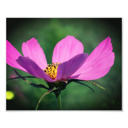Single Rosa Kosmos Blume im Blut 8x10 Fotodruck (Vorne)