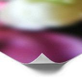 Single Rosa Rosa Fotografie Poster (Ecke)