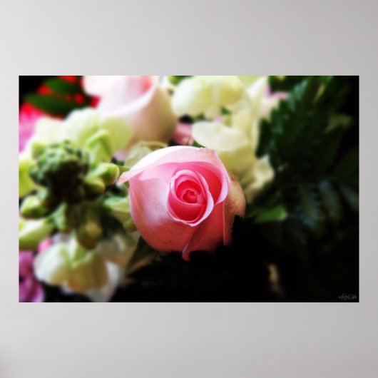 Single Rosa Rosa Fotografie Poster (Vorne)