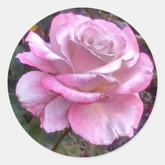 Single rosa Rosa Rose auf dem Aufkleber (Vorderseite)
