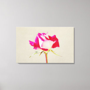 Single Rose Fotografie Leinwanddruck