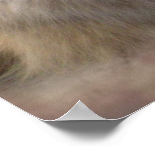 Single-Rose von Ragdoll Poster (Ecke)