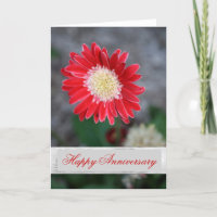 Single Rote Blume Hochzeitstag Gruß