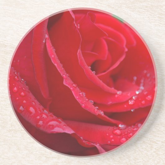 Single rote Rose blüht Getränkeuntersetzer (Vorne)