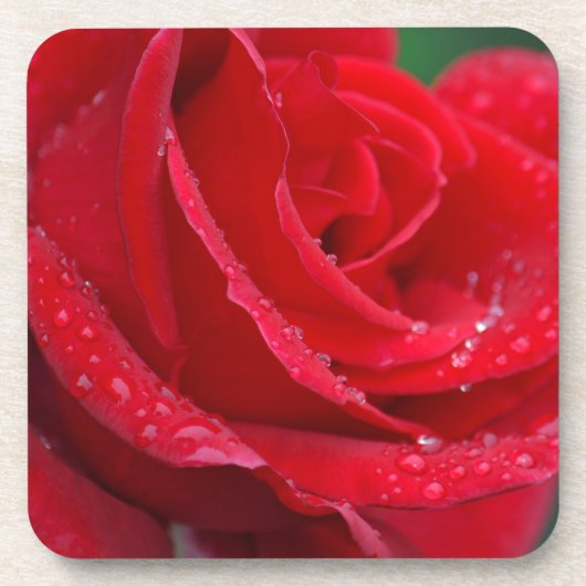 Single rote Rose blüht Untersetzer (Vorderseite)